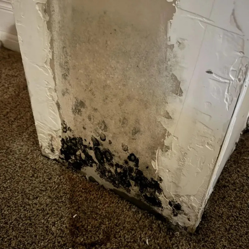 Professional Mold Removal in Savannah, GA